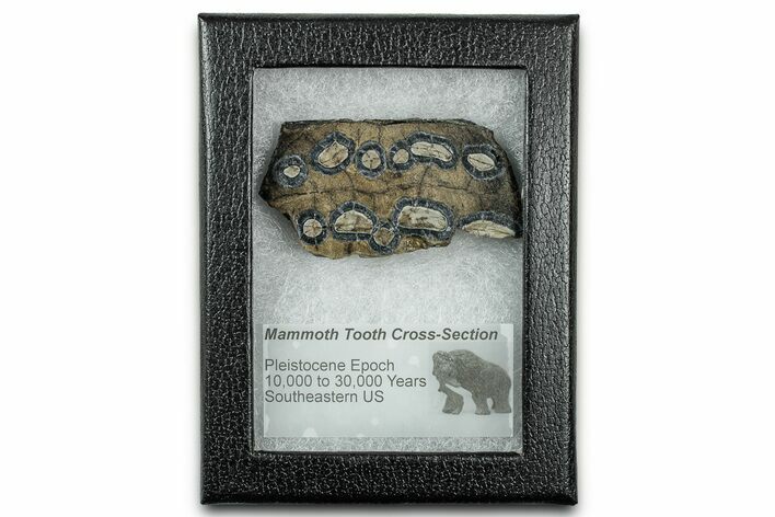 Mammoth Molar Slice With Case - South Carolina #335156